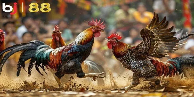 Theo dõi các trận đấu đá gà trực tuyến ổn định tốc độ cao mọi thời điểm